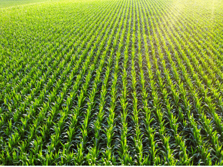 mass farm